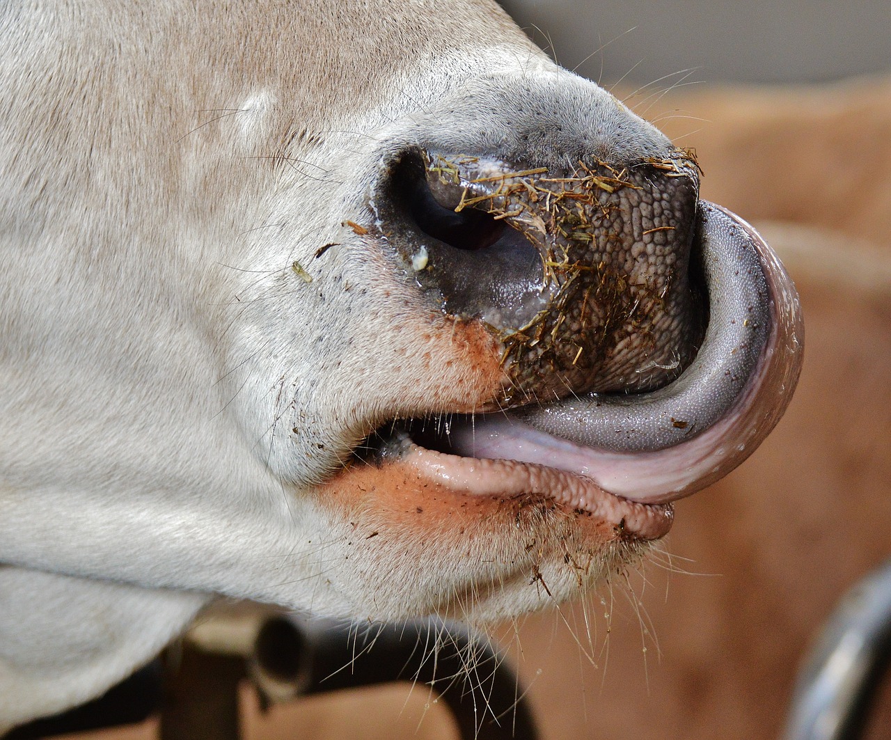 cow snout nose free photo