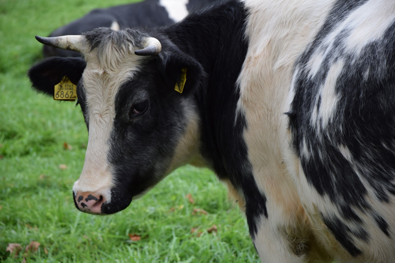 cow black white animal free photo