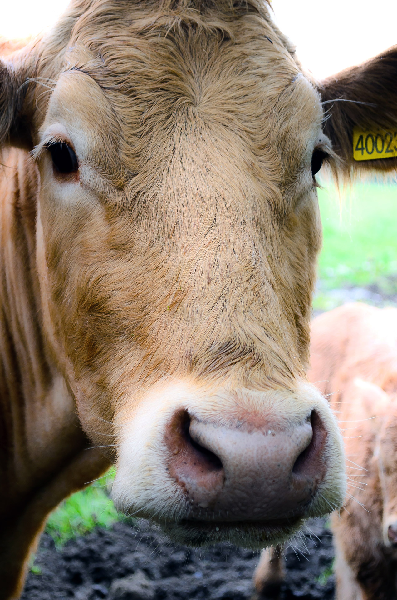 cow cattle farm free photo