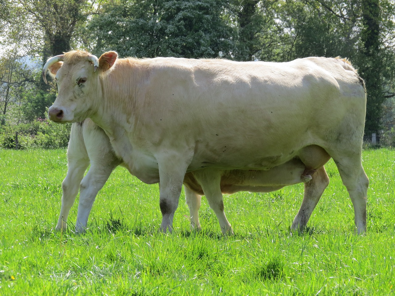 cow veal breeding free photo