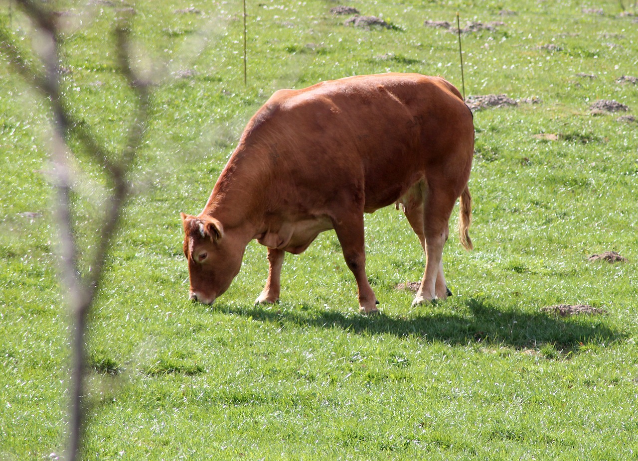 cow expensive livestock free photo