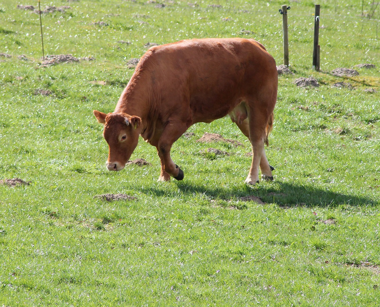 cow expensive livestock free photo