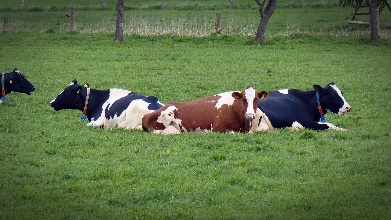 cow milk cow rest free photo