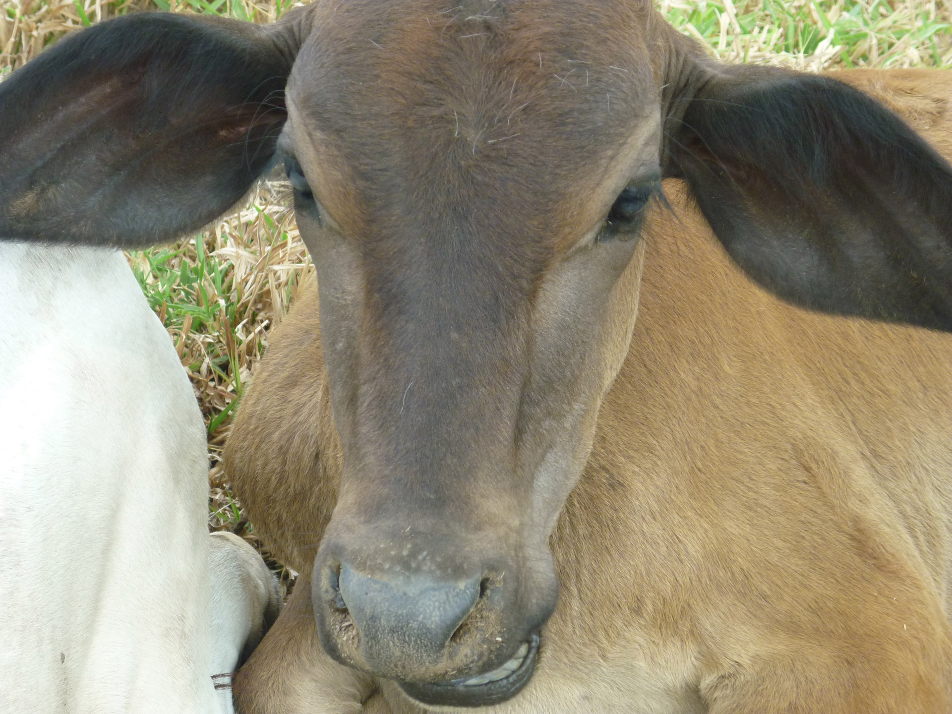 cow face animal free photo