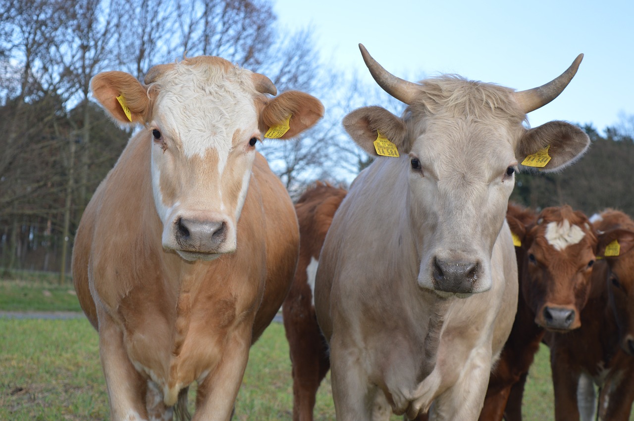 cow beef simmental cattle free photo