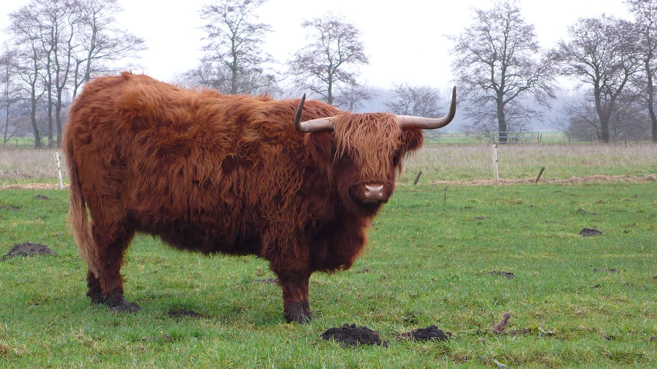 cow pasture netherlands free photo