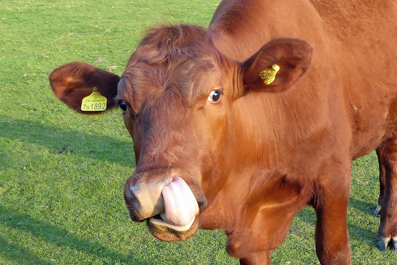 cow tongue nose free photo