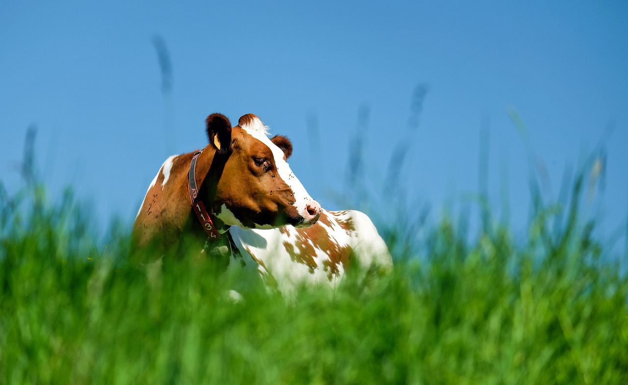 cow animal brown white free photo