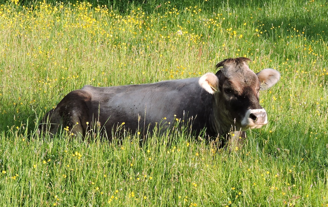 cow meadow grauvieh free photo