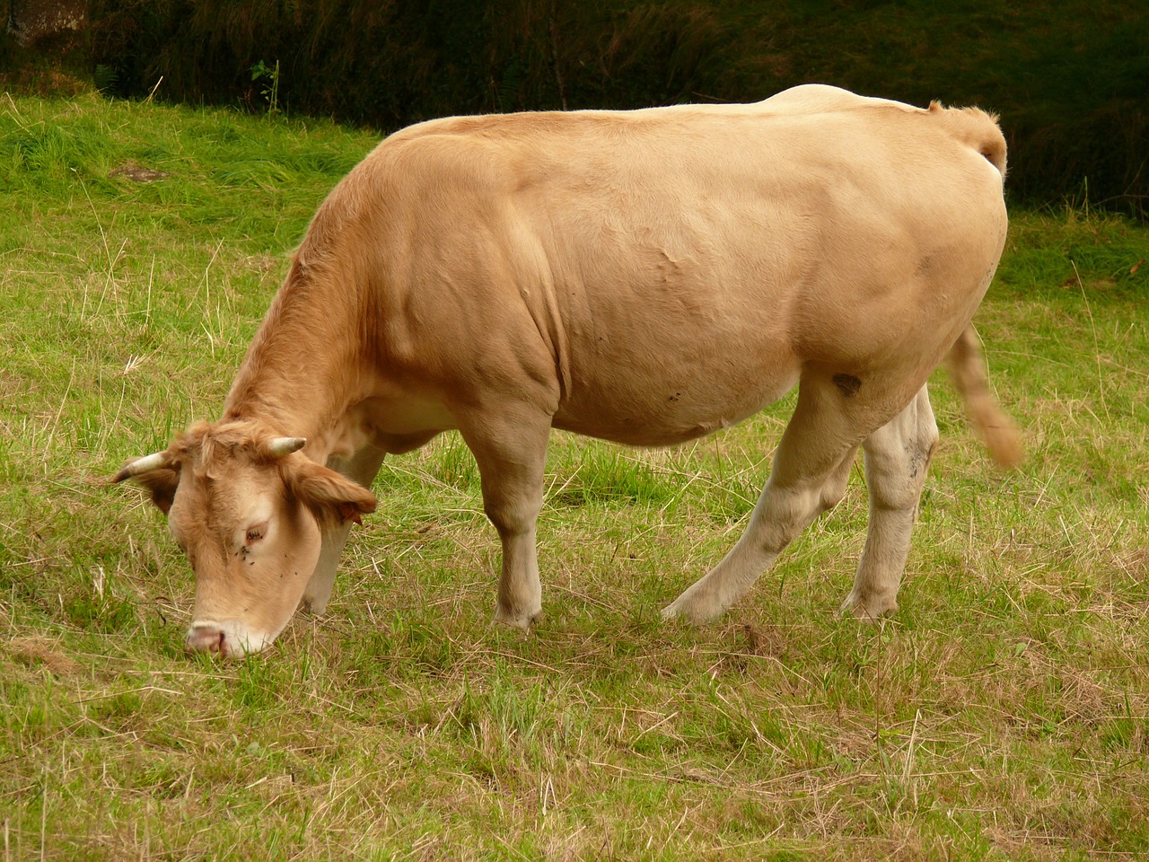 cow aquitaine blonde of aquitaine free photo