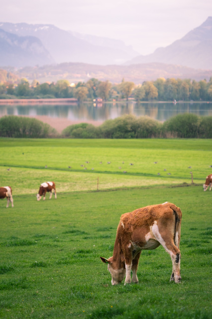 cow lake graze free photo