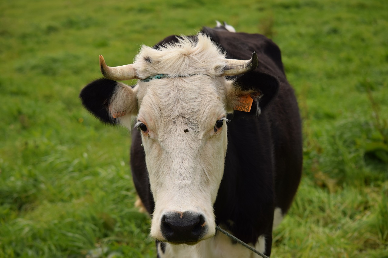 cow livestock cattle free photo