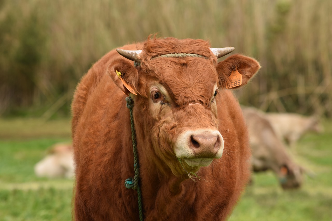 cow cattle livestock free photo