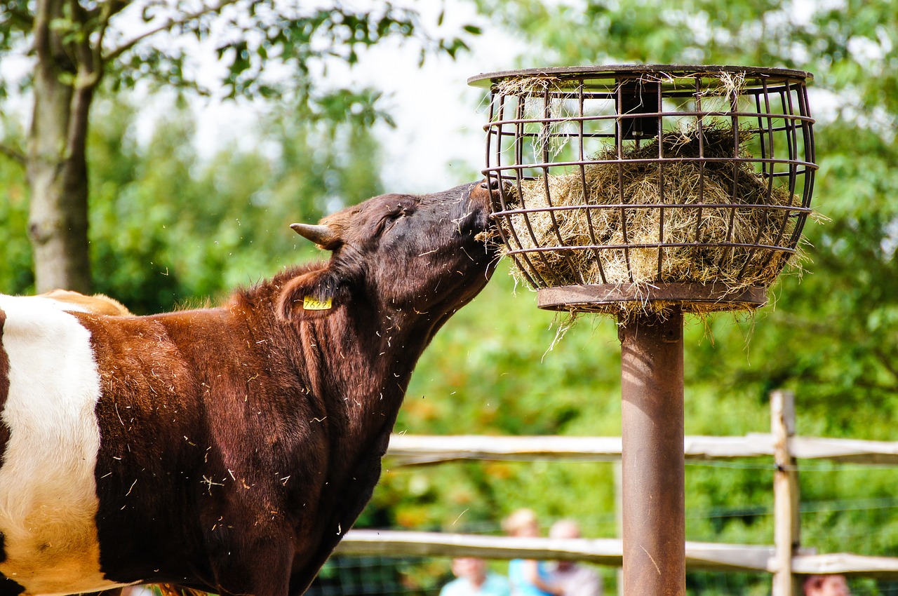 cow hay agriculture free photo