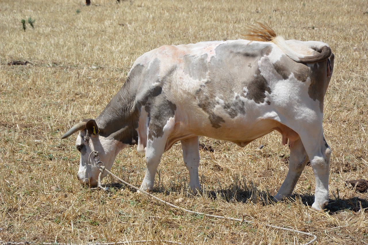 cow pasture beef free photo