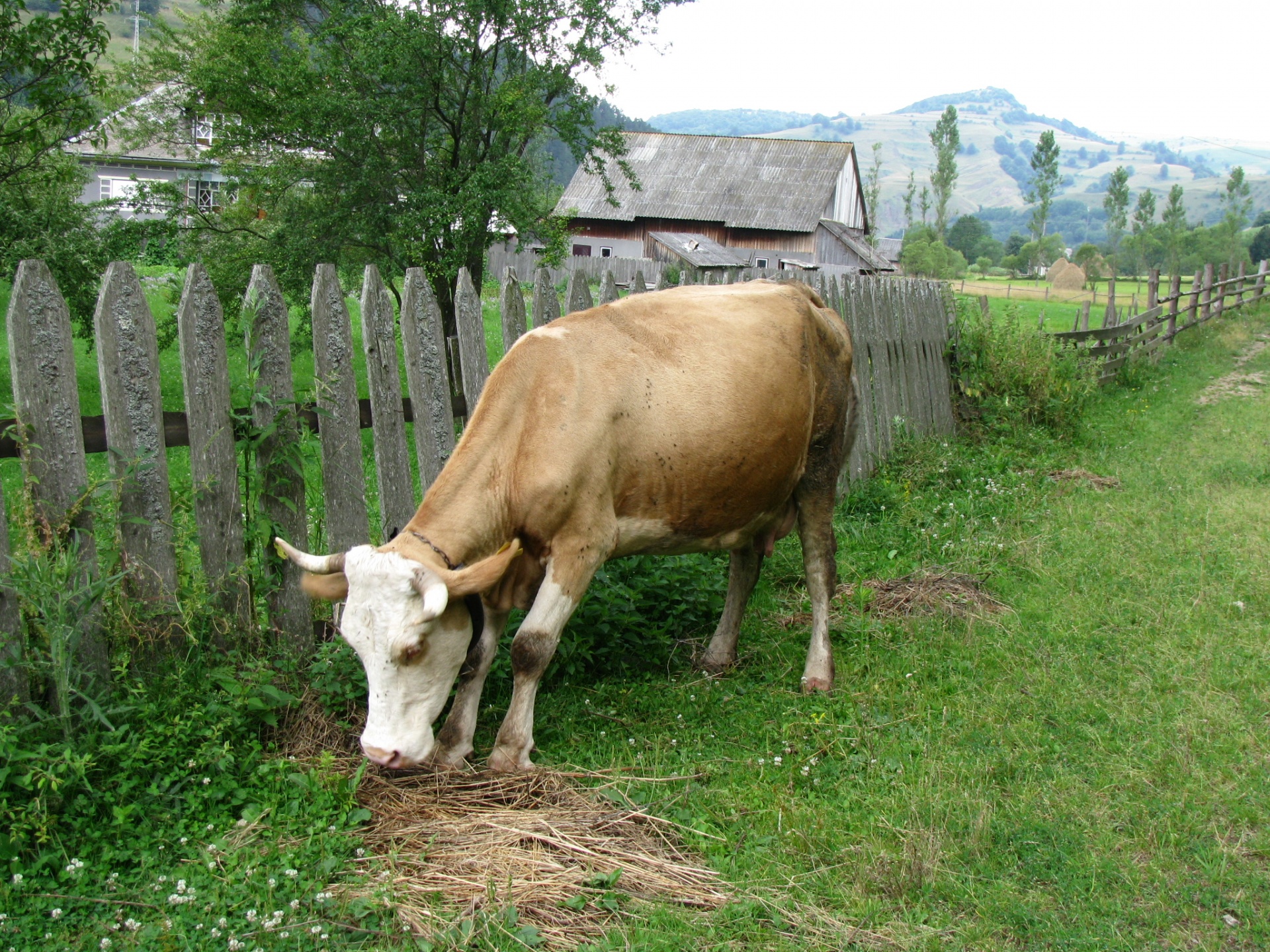 animal cattle countryside free photo