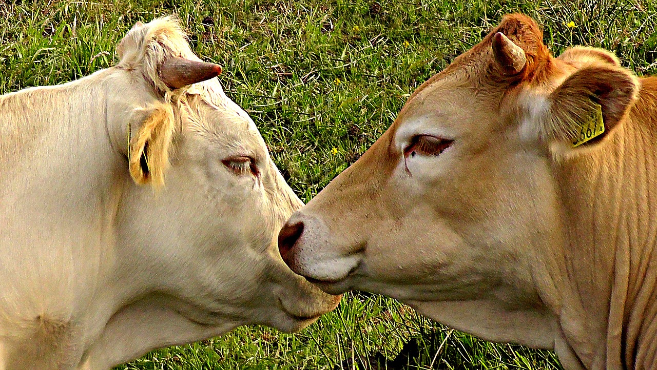 cow cattle cow's head free photo