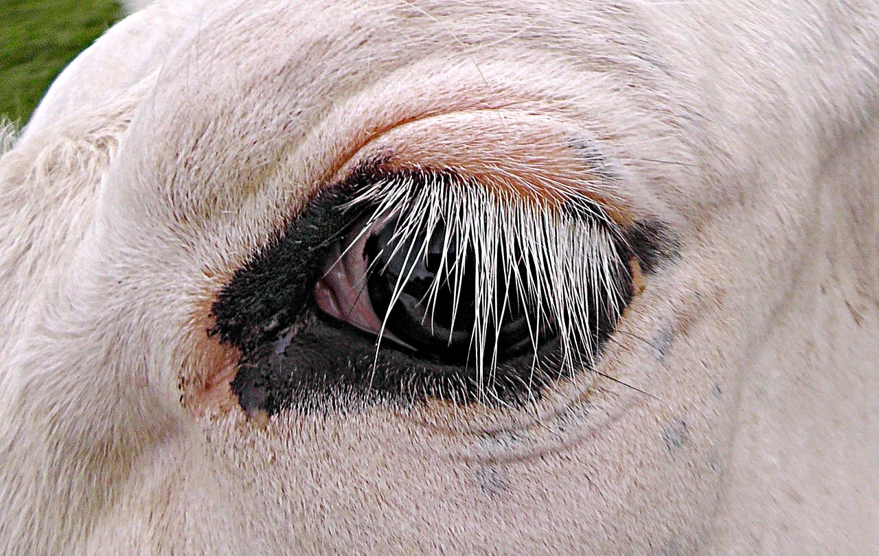 cow eye cattle free photo