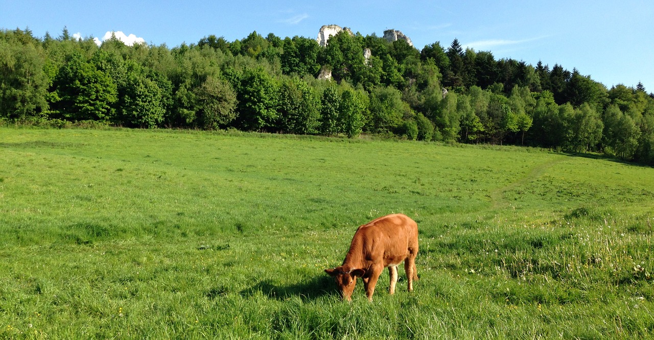 cow animal pasture land free photo