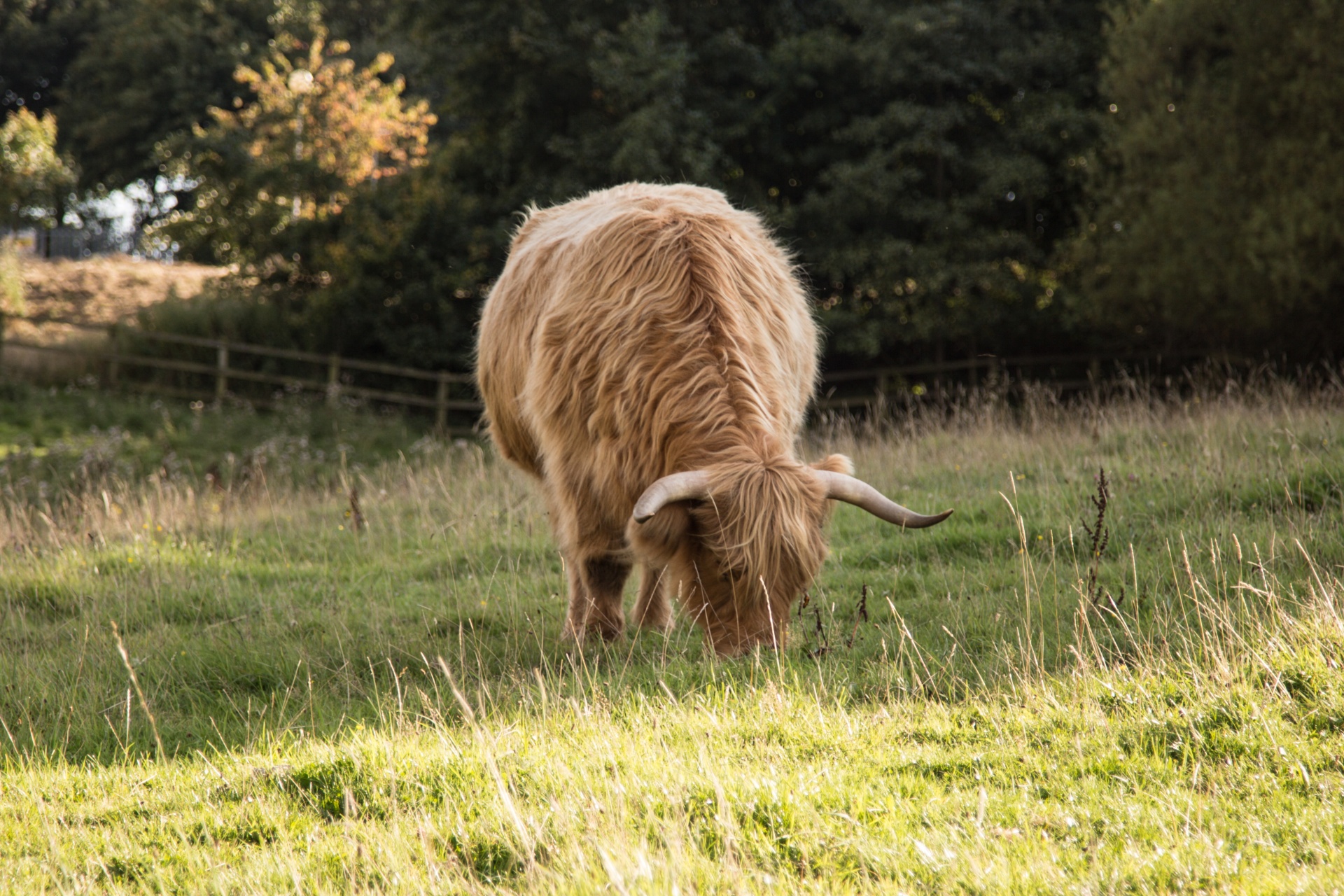 highland cow scottish free photo