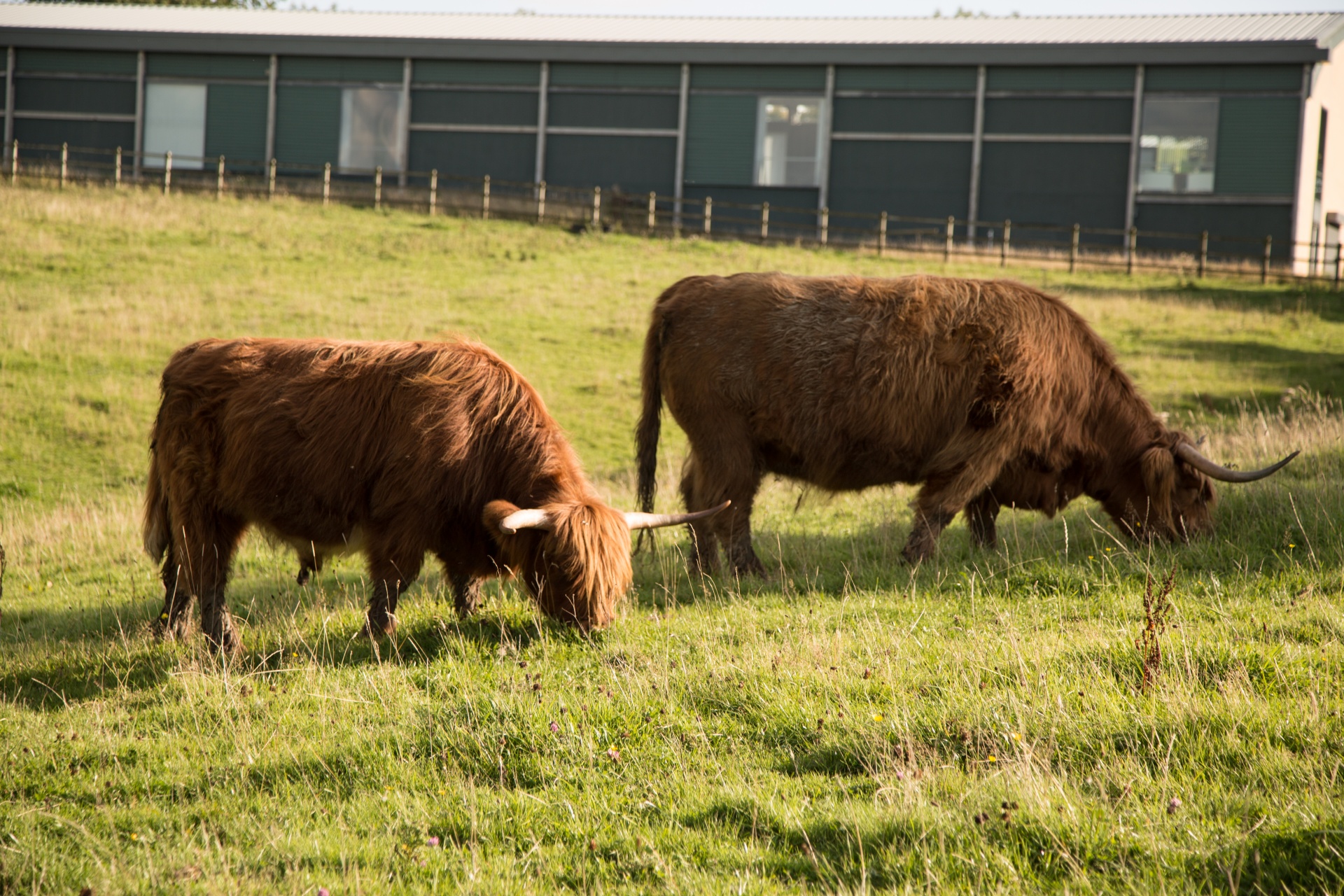 highland cow scottish free photo