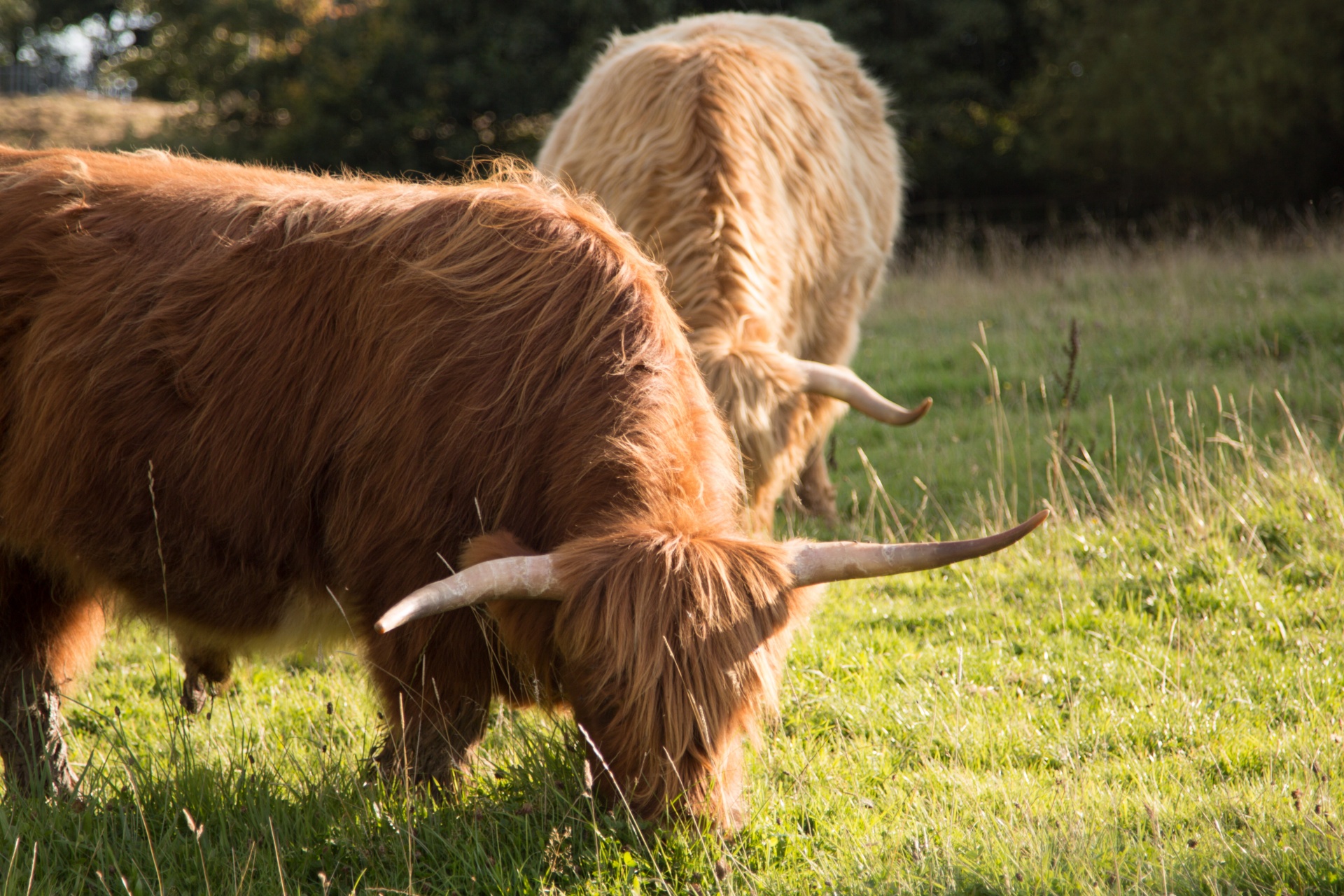 highland cow scottish free photo