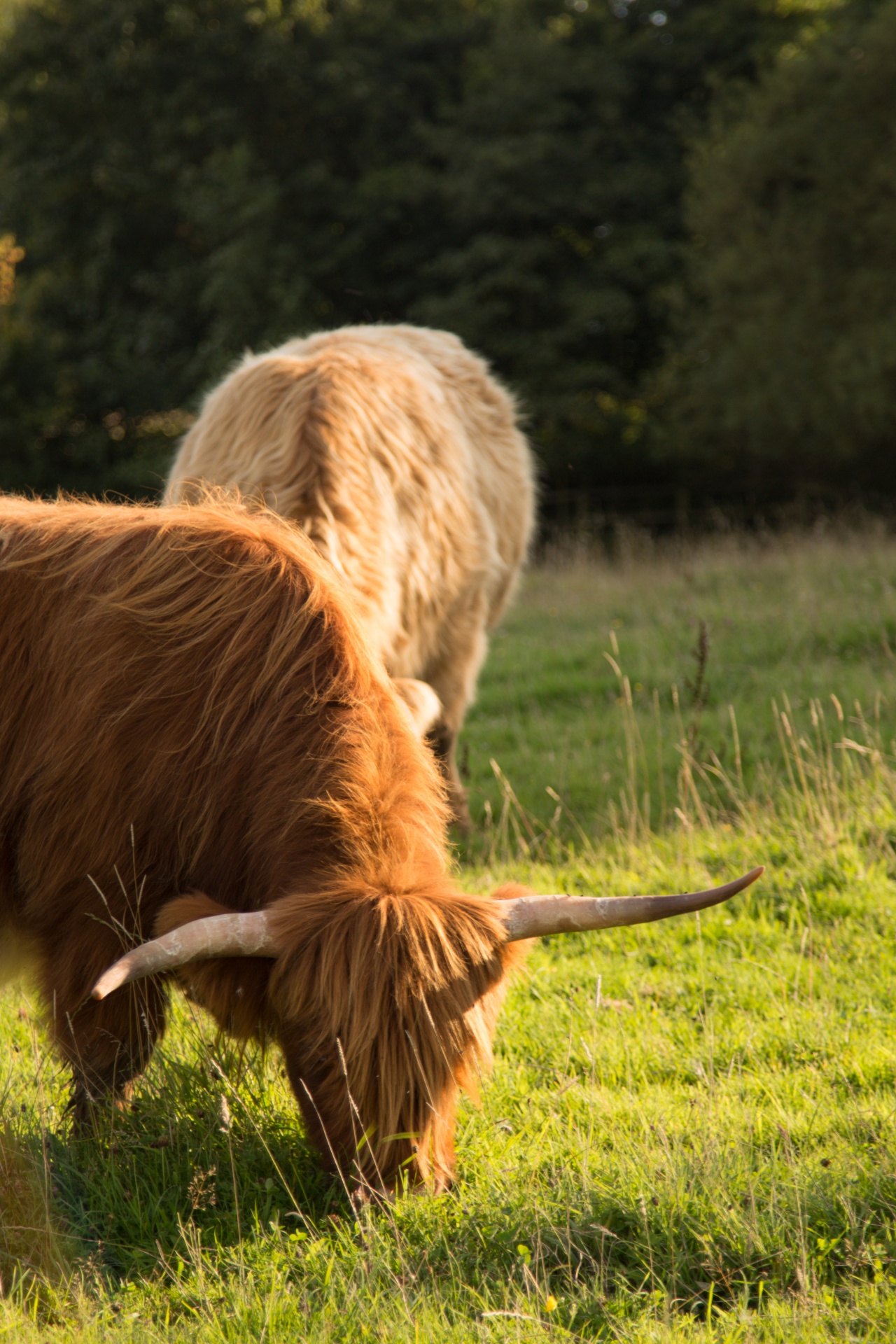 highland cow scottish free photo