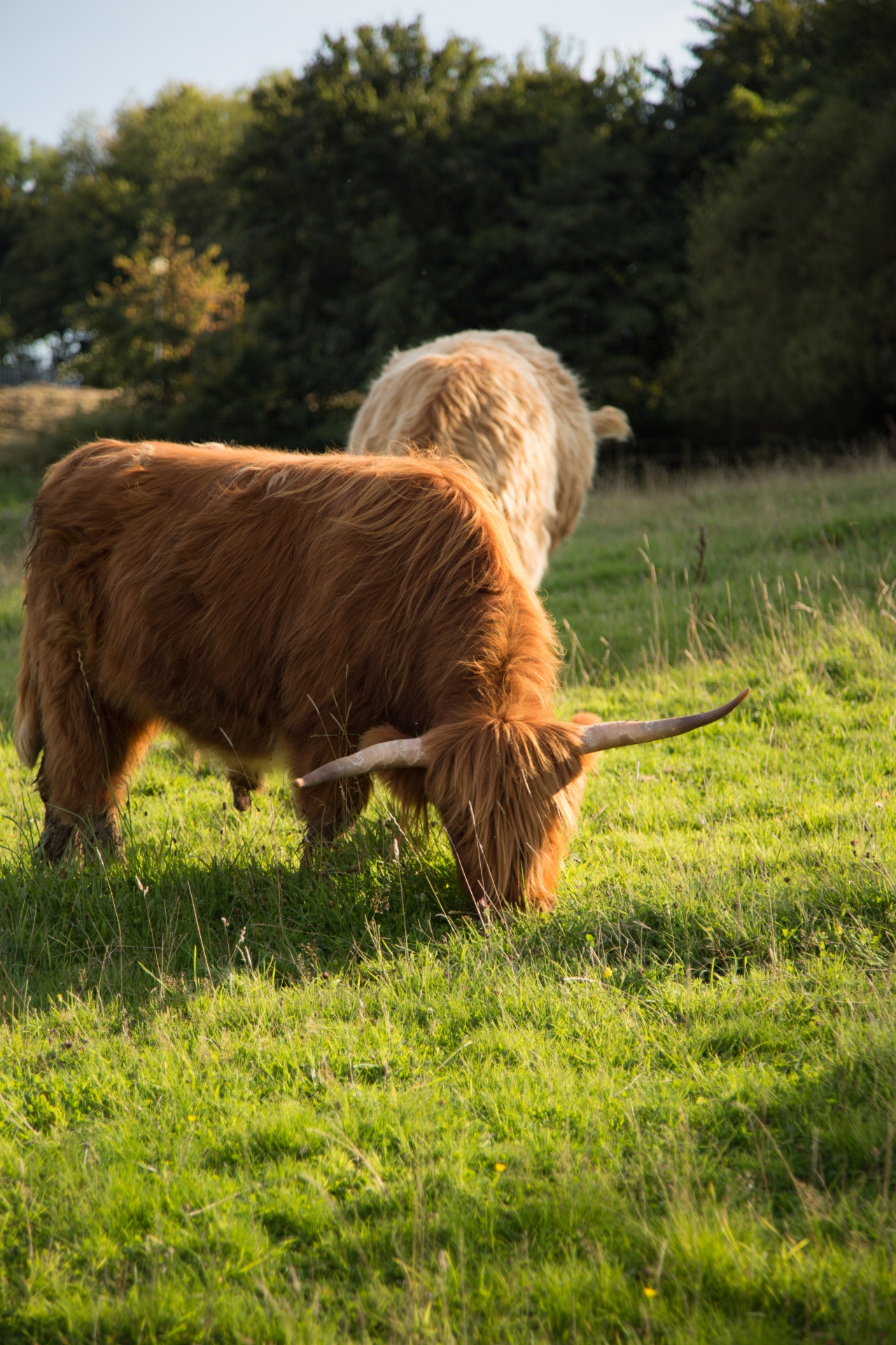 highland cow scottish free photo