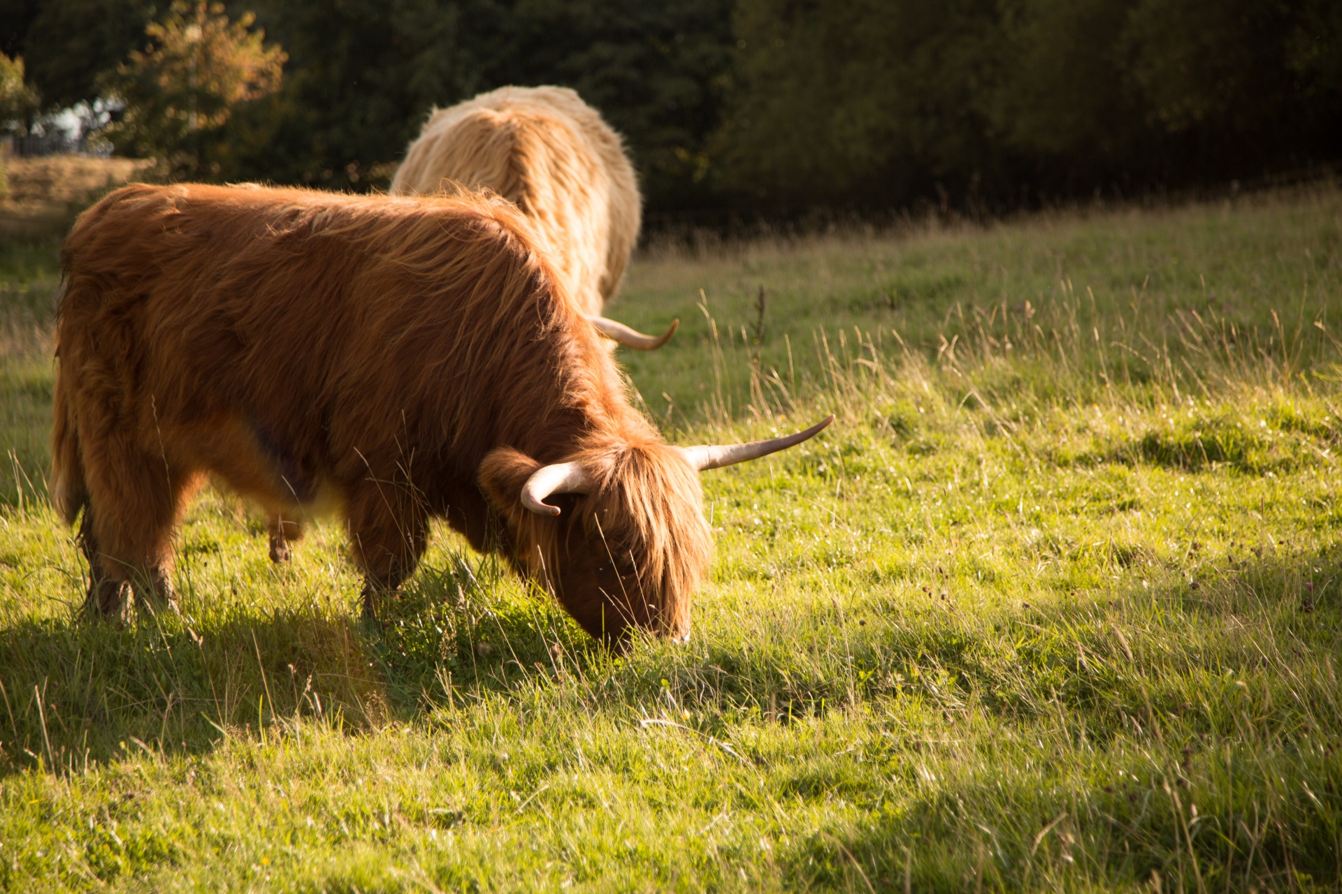 highland cow scottish free photo