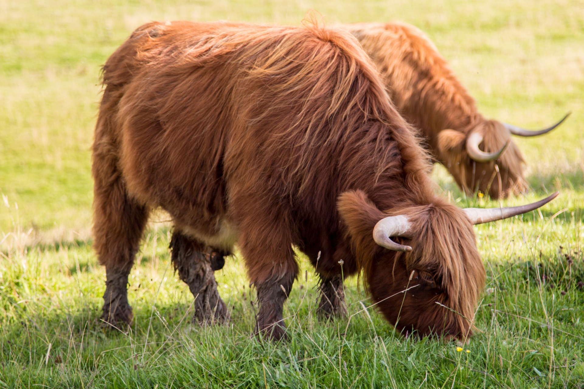 highland cow scottish free photo