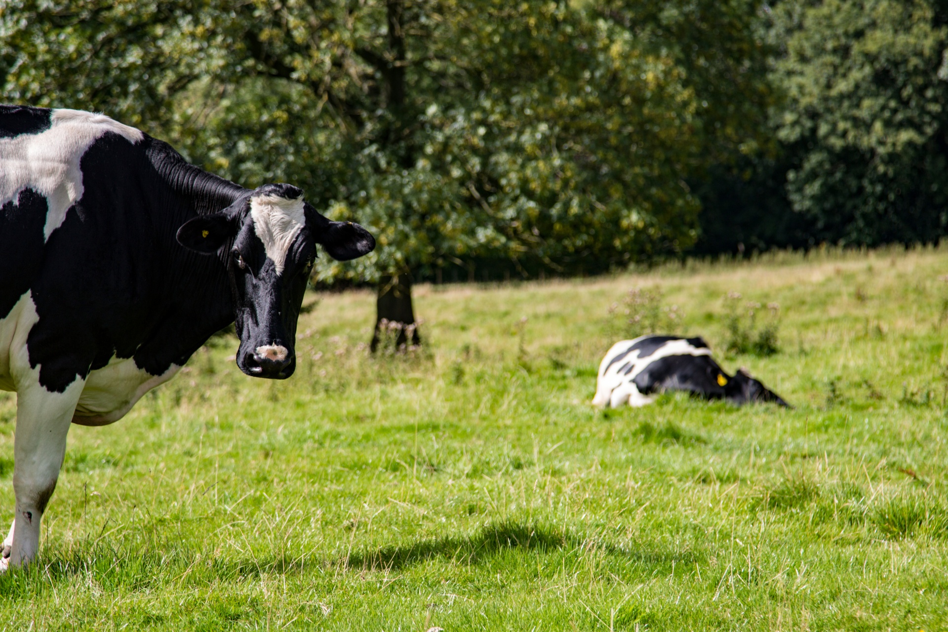 cow field white free photo