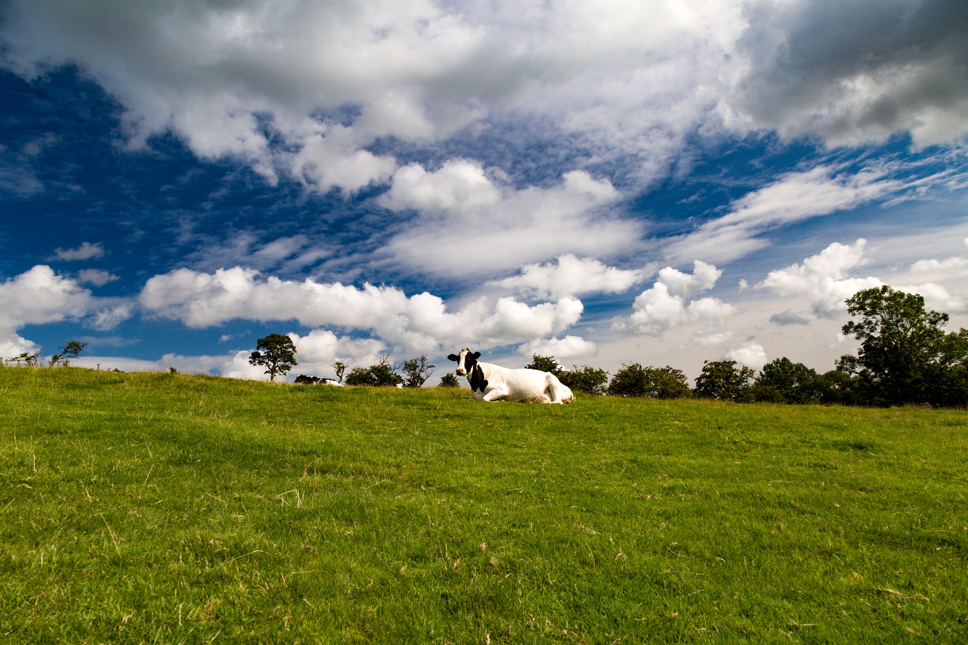 cow field white free photo