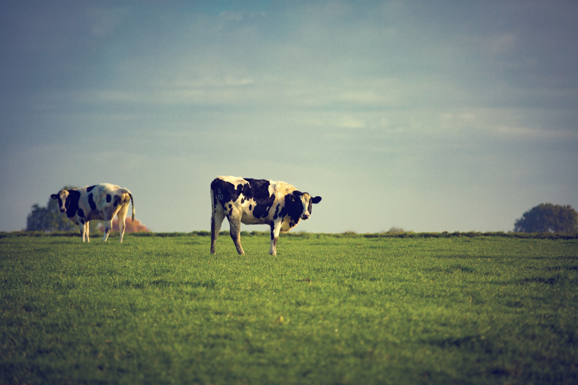 cow field white free photo