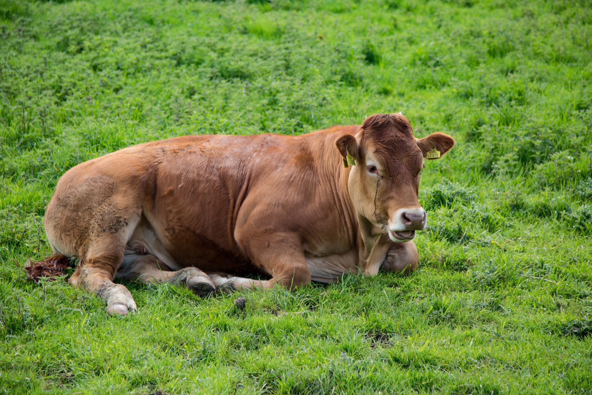 cow field white free photo