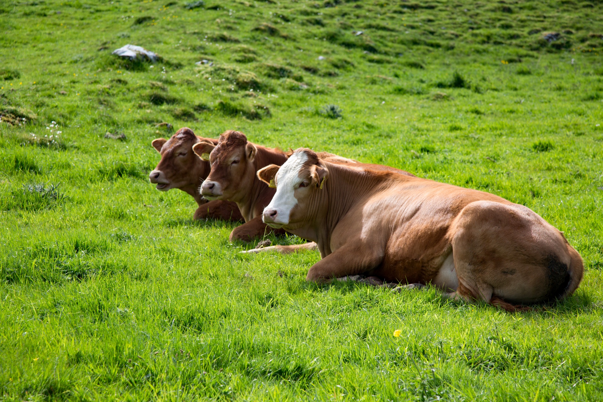 cow field white free photo