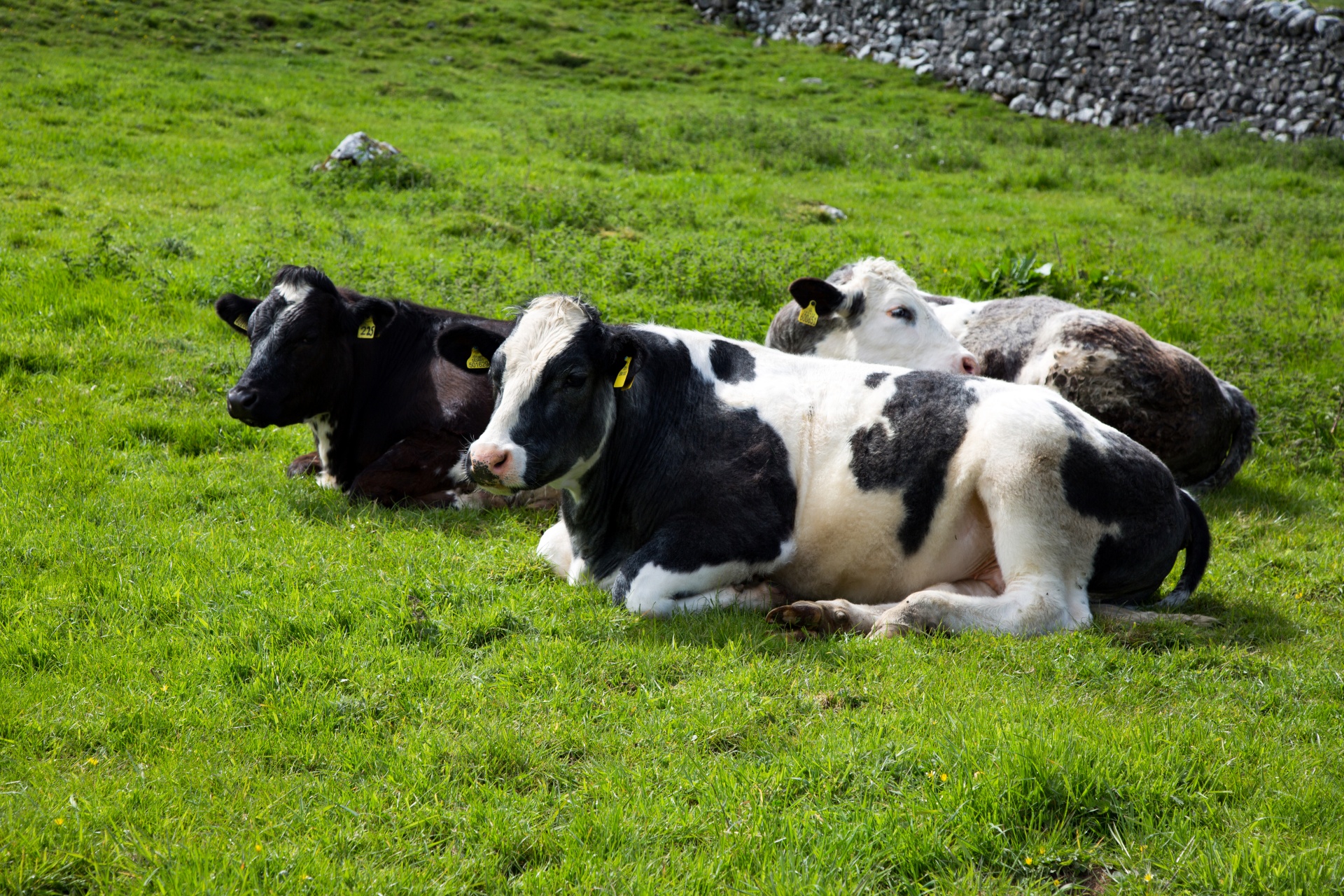 cow field white free photo