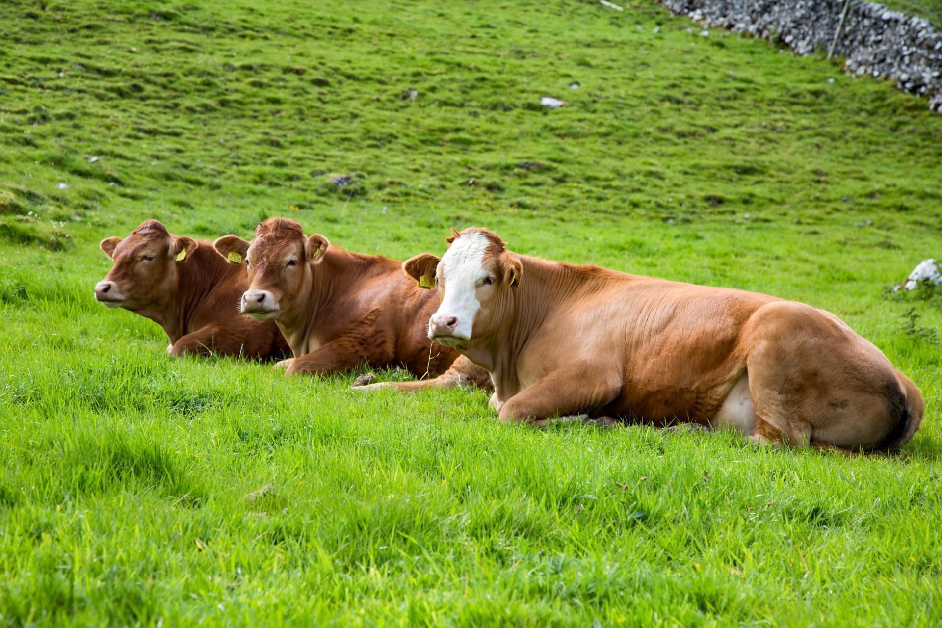 cow field white free photo