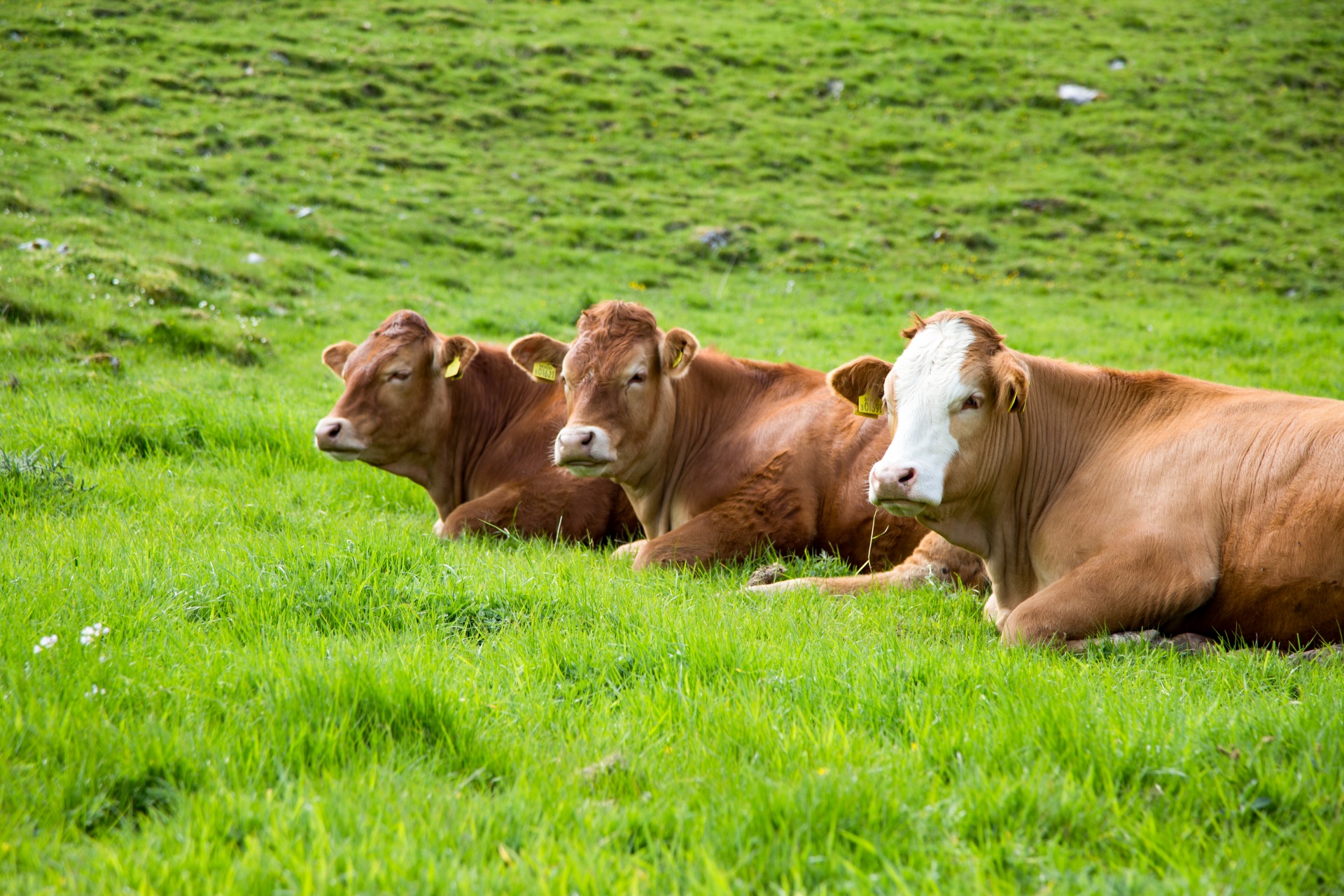 cow field white free photo