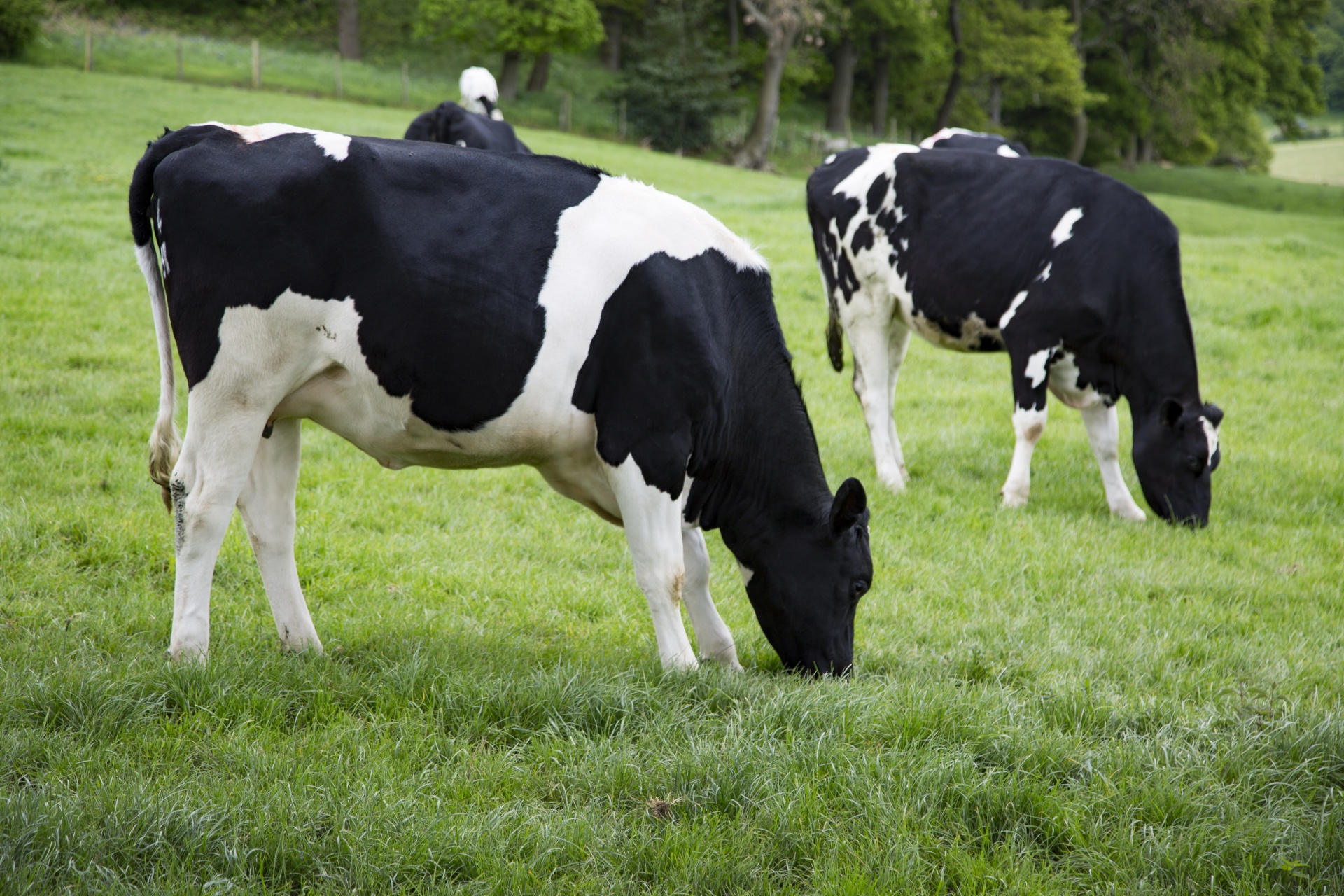 cow field white free photo