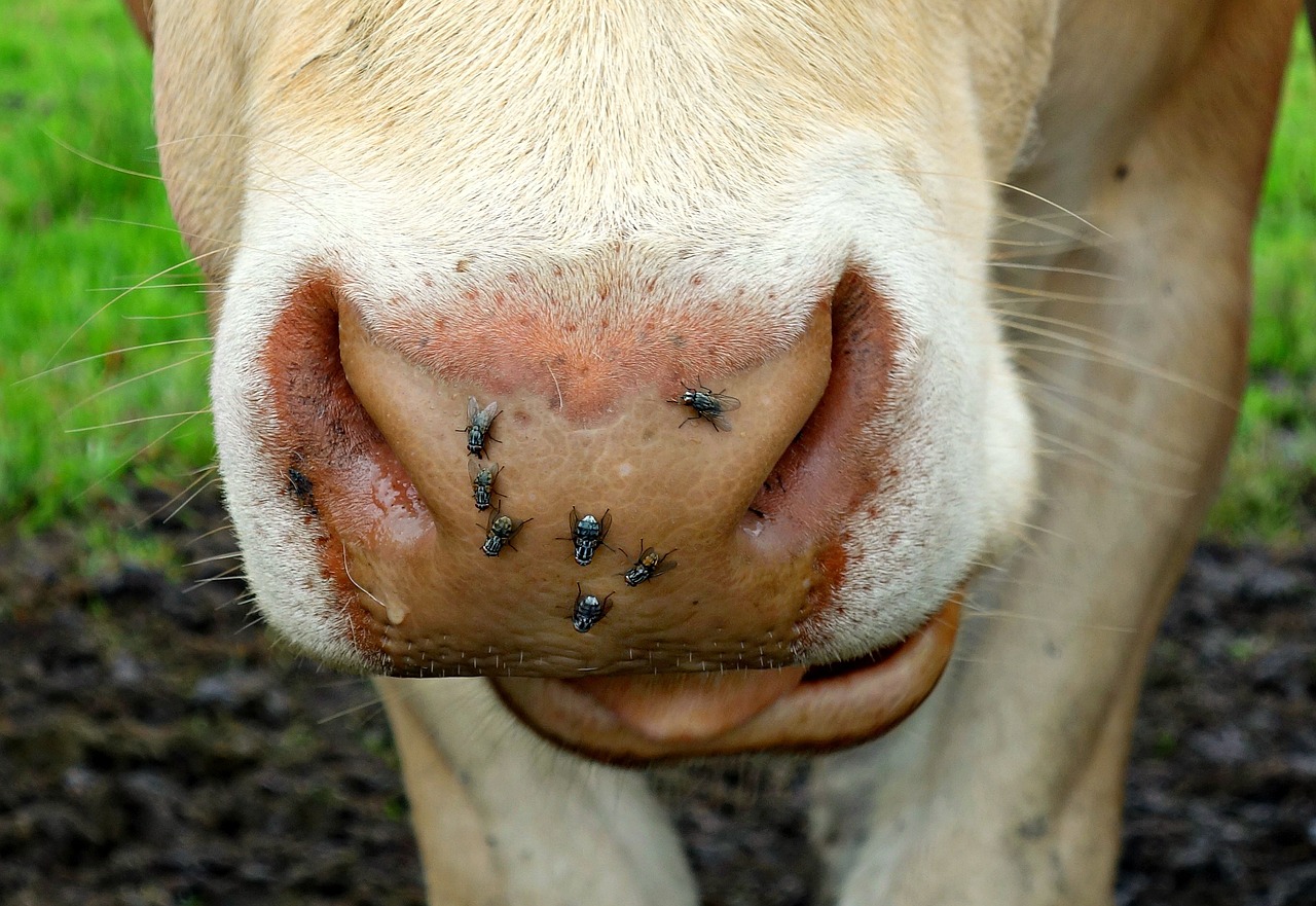 cow nose cow nose free photo