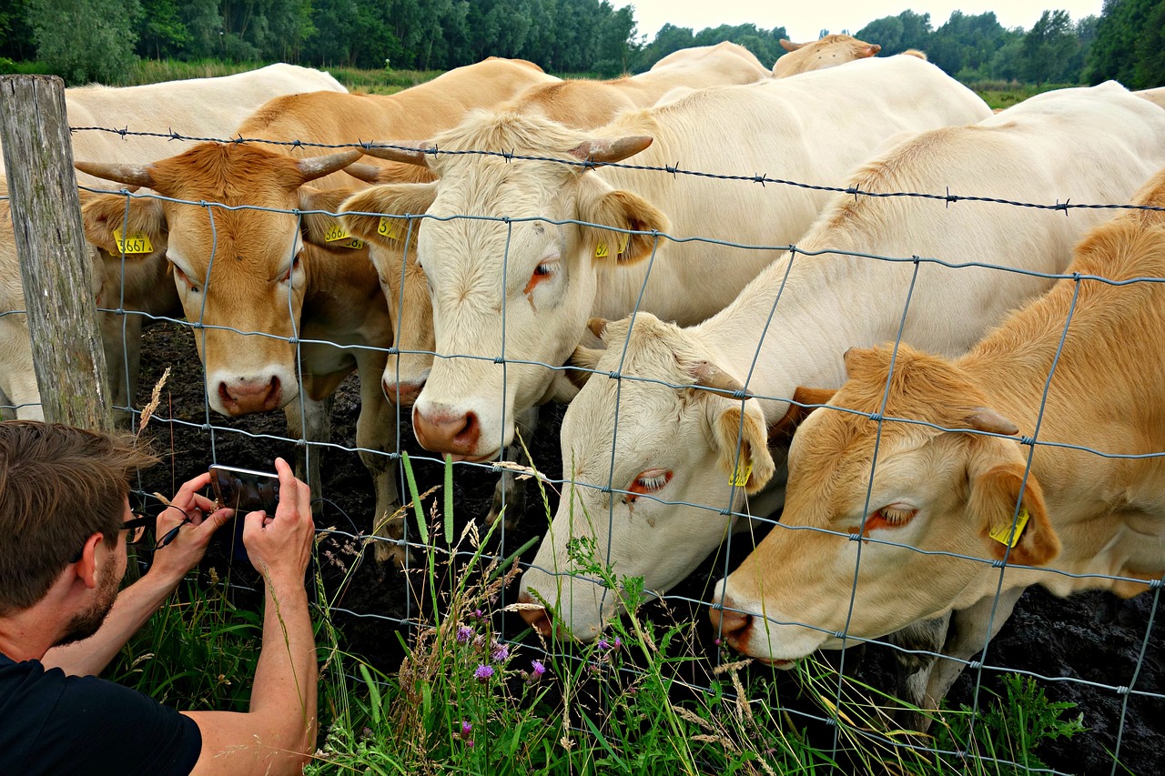 cow cattle herd livestock free photo