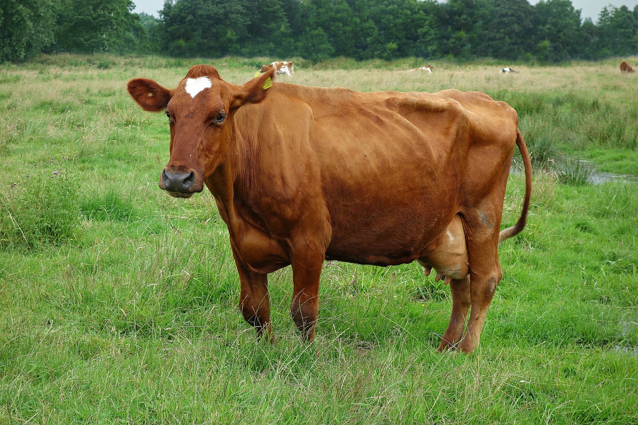 cow cattle livestock free photo
