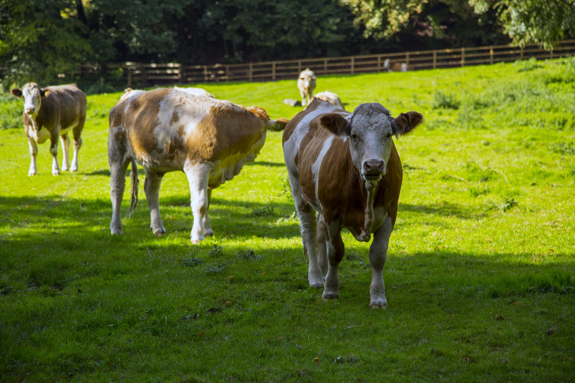 cow field white free photo