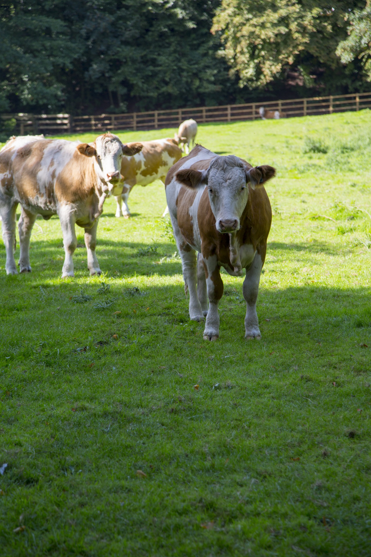 cow field white free photo