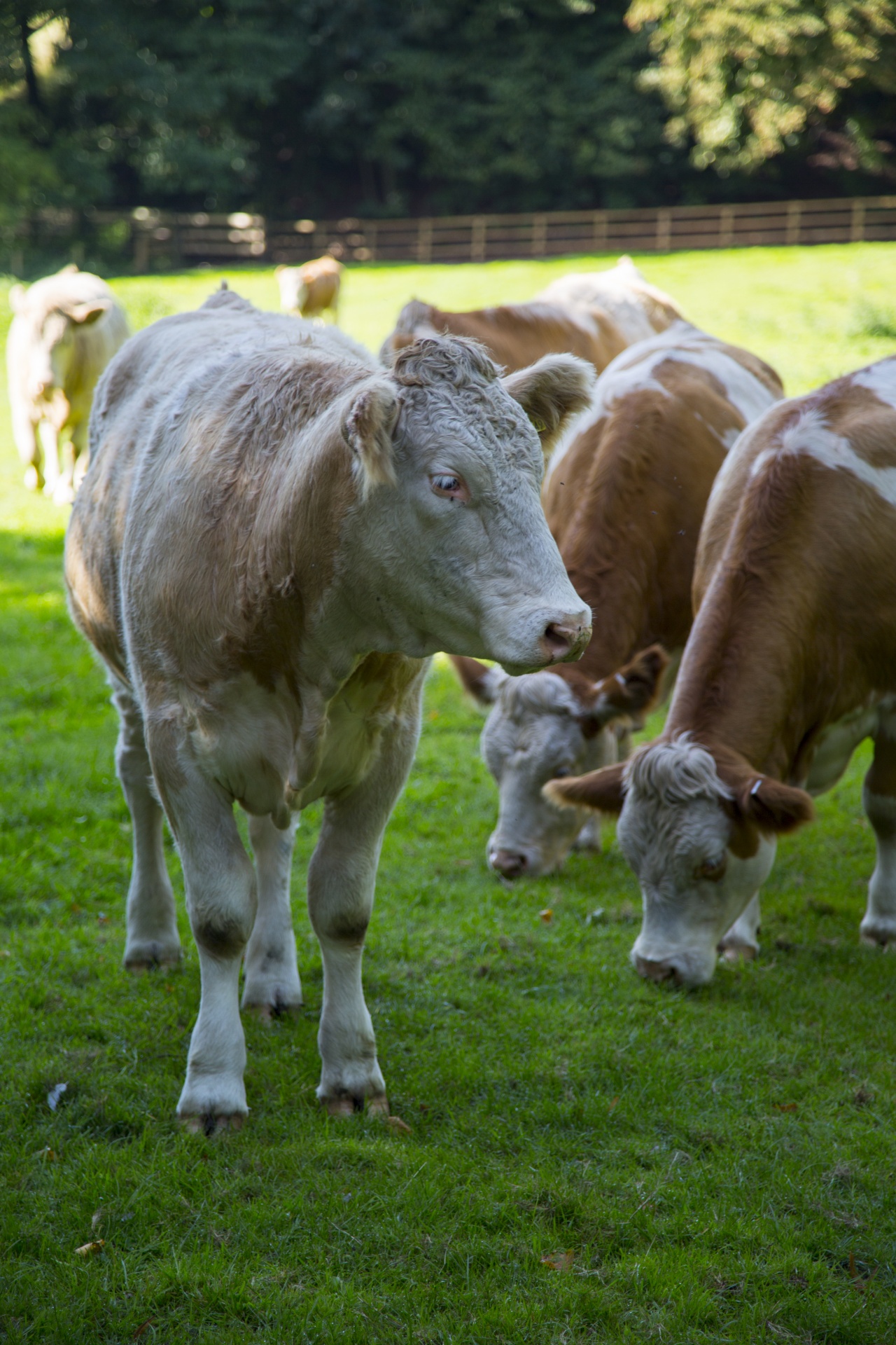 cow field white free photo