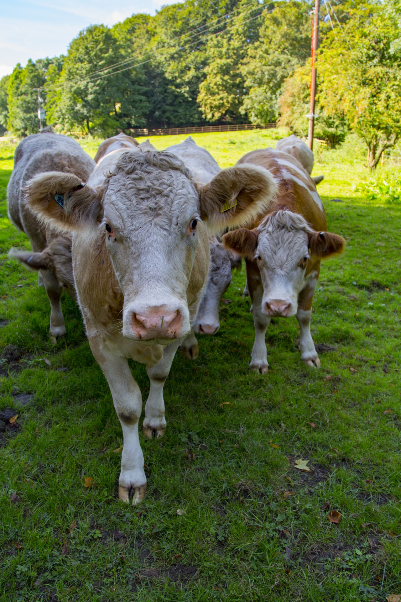 cow field white free photo