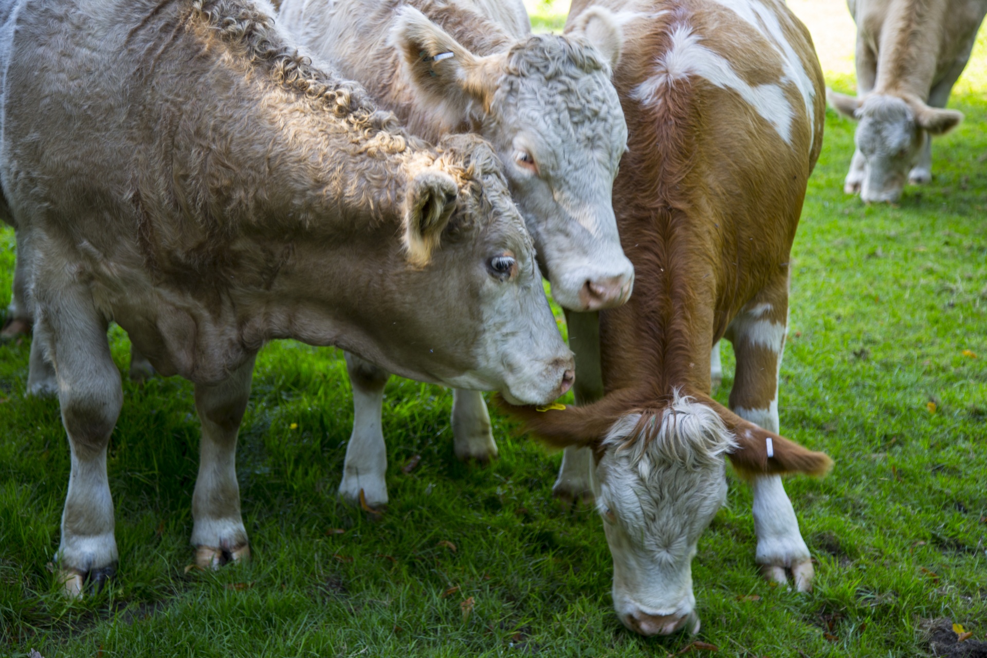 cow field white free photo