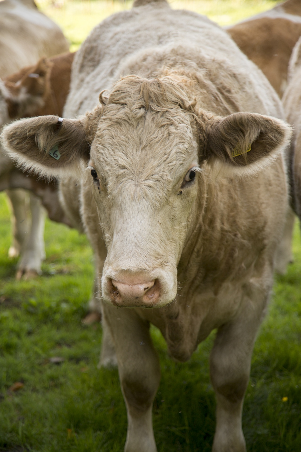 cow field white free photo