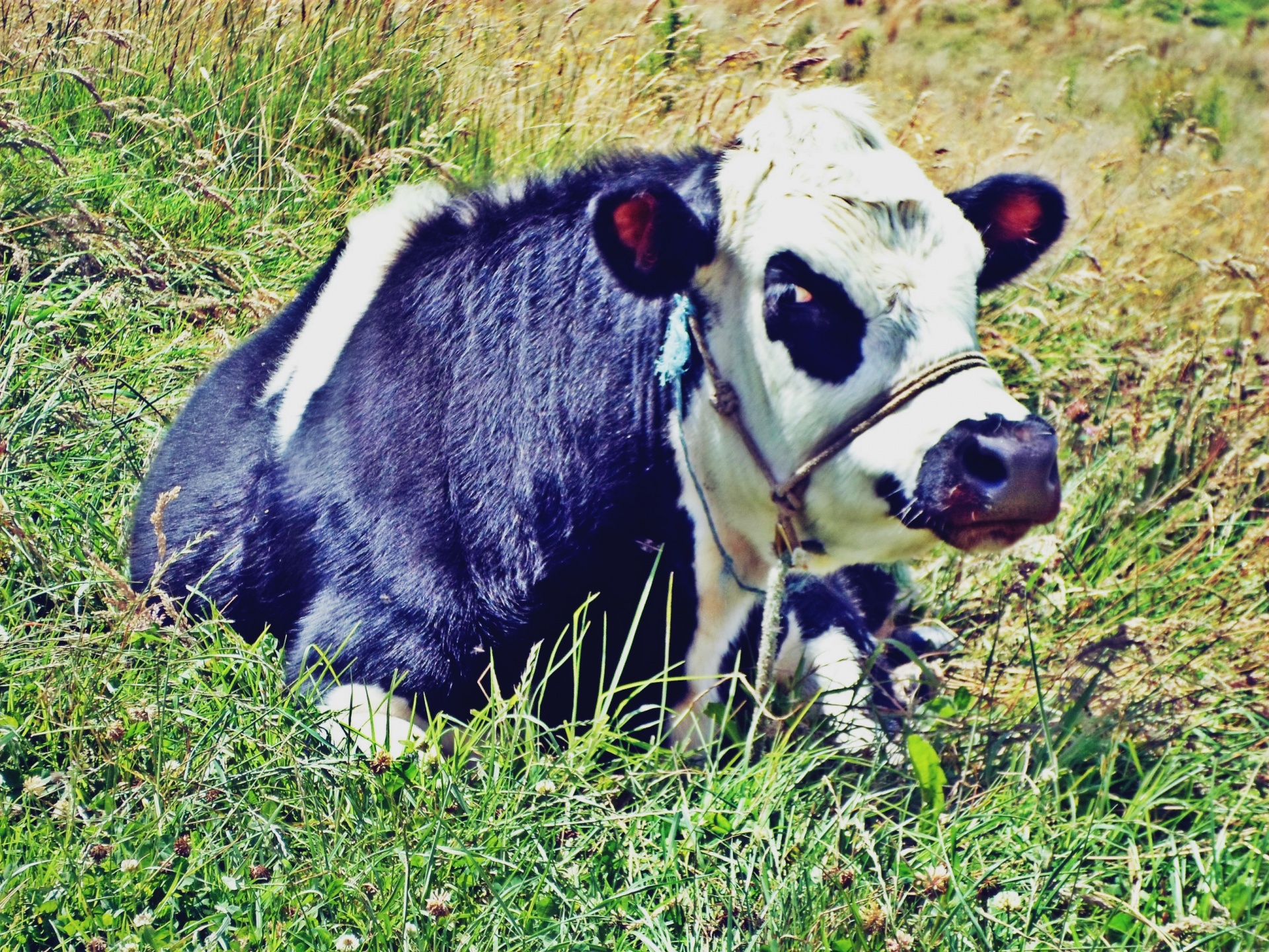 cow animal farm free photo