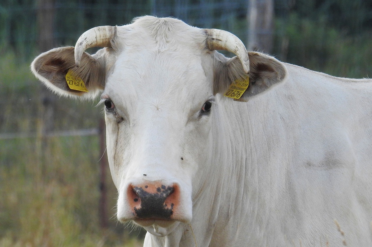 cow beef pasture free photo